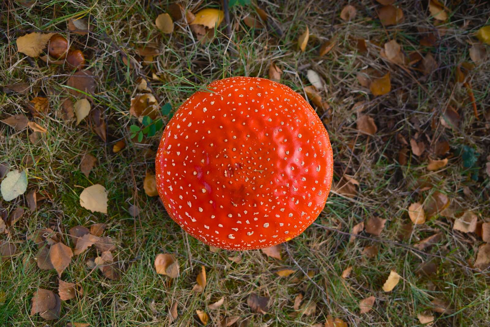 Gigantic white-spotted Amanita muscaria mushroom