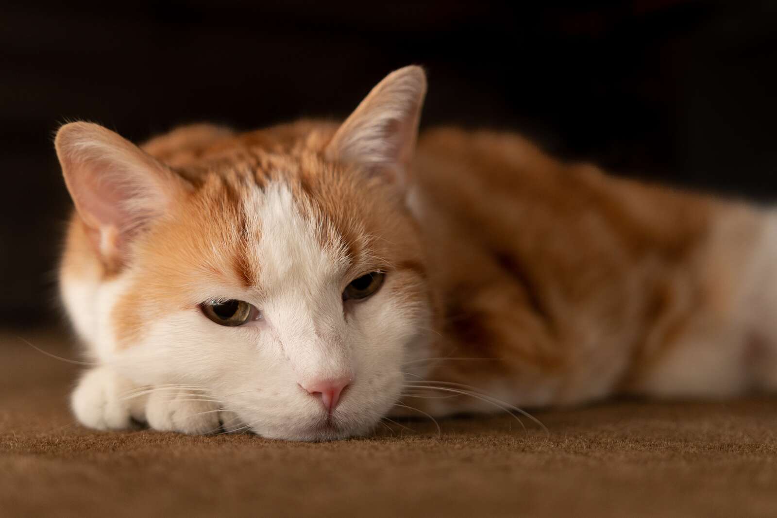 Orange and white cat