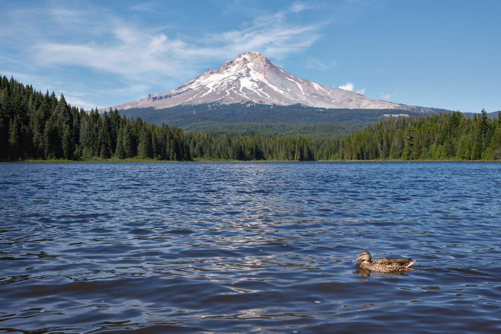 Duck paddling onward past Mt Hood
