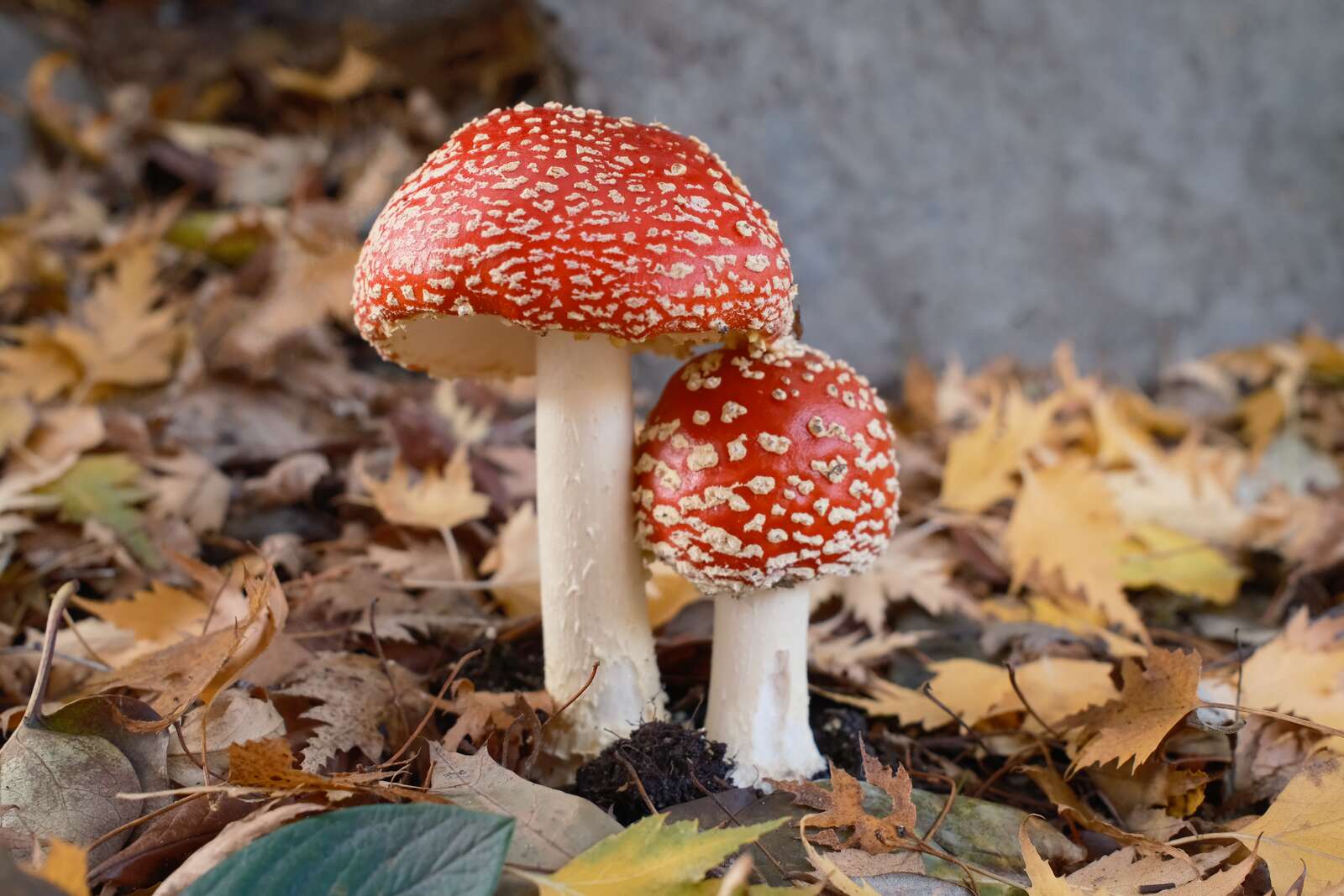 Two Amanita muscaria mushrooms growing alongside each other