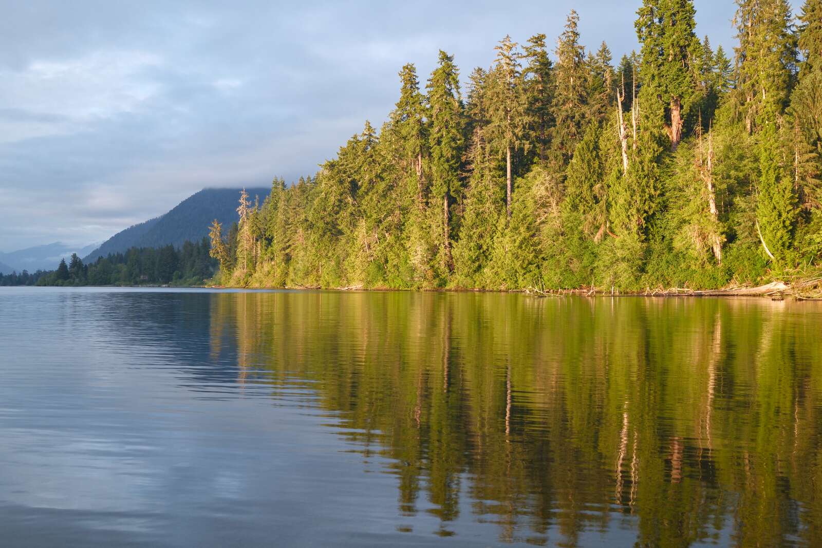 Sitka spruce basking in the sunlight along a lake
