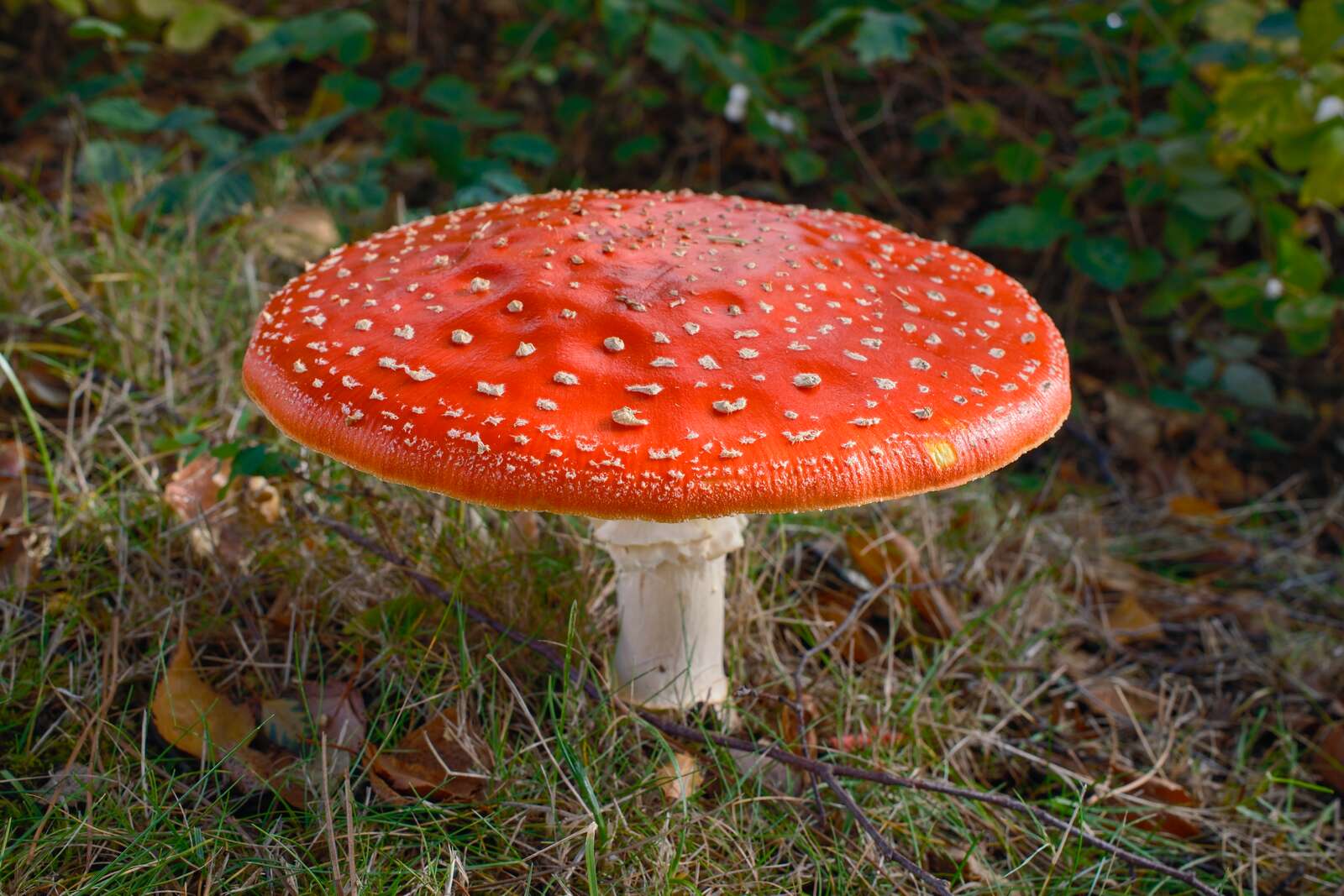 Tall and flat Amanita muscaria mushroom